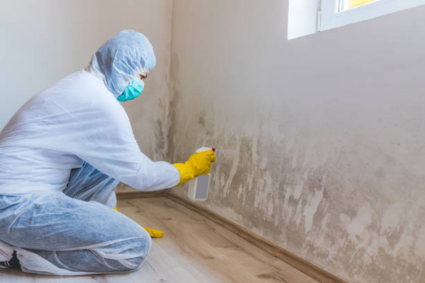 Black mold inspection in Springfield