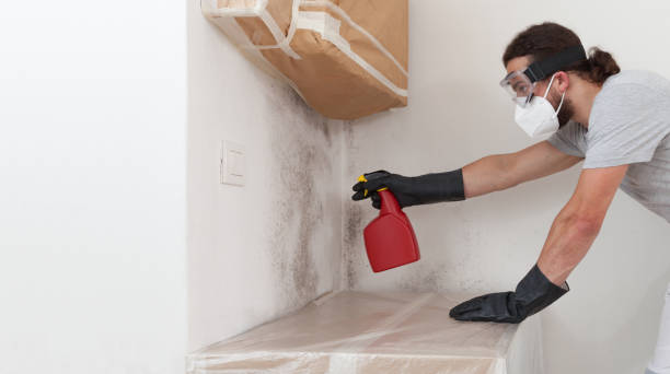 Basement Mold Remediation treatment on basement walls in Springfield