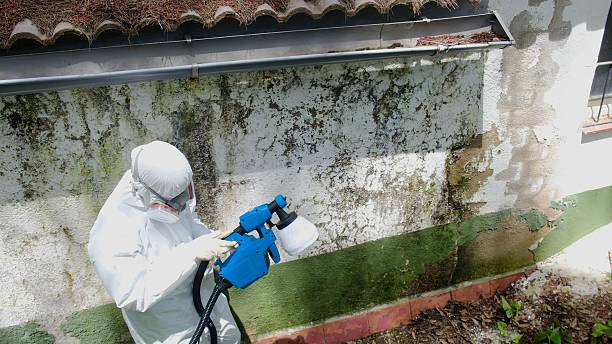 Mold Remediation service in Springfield, Springfield, FL